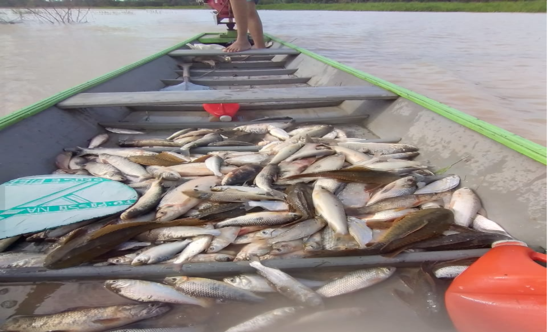 Piracema no Rio Tarauacá leva fartura de pescado e ameniza sofrimento das famílias atingidas pela enchente